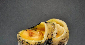 Palafitta di pacchero e lumacone con capesante e crema thai al curry